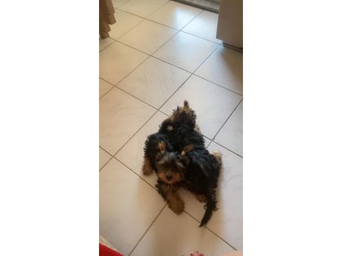 Dişi ve erkek torki bebekler ev bakım çok tatlı pofidik