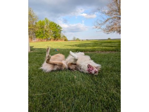 Ücretsiz border collie yuva arıyor