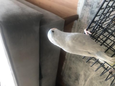 1 yaşında yavru veren forpus takımım