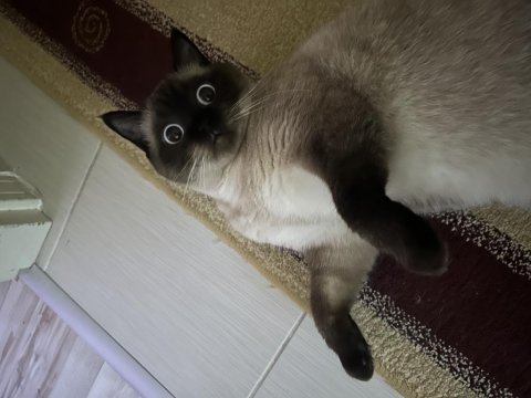 2 yaşında blue point kedimiz ücretsiz