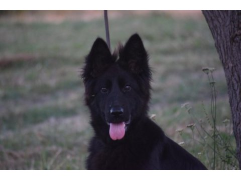 6 aylık siyah uzun tüylü show line alman çoban köpeği