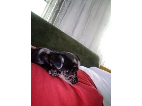 Chihuahua erkek egzotik renkli 60 günlük