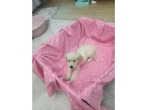 2 aylık golden retriever