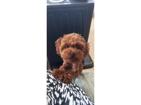 Pafuduk pafuduk poodle yavrular sizleri bekliyor