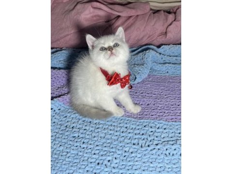 Topaç kafa british shorthair yavrular
