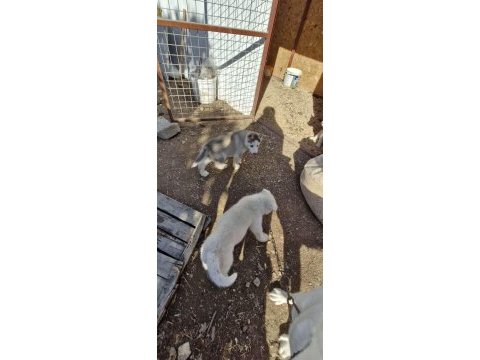 Husky yavrularımız