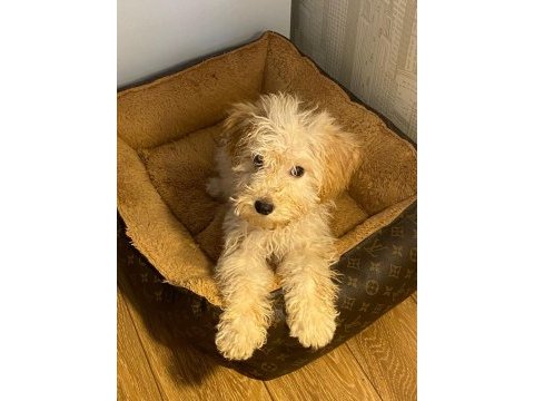 Toy poodle 6 aylık bütün aşıları yapılmış durumda