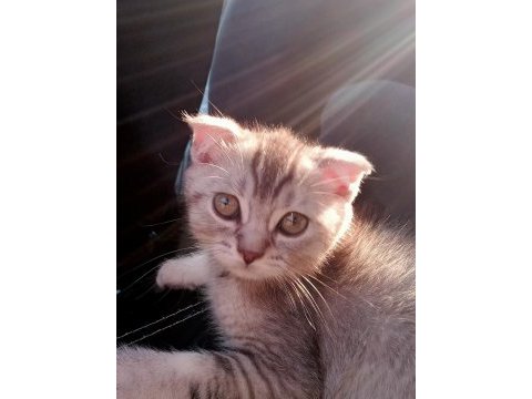 Yeni 3 aylık erkek scr li scottish fold