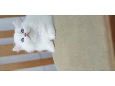 British longhair pendik beyaz