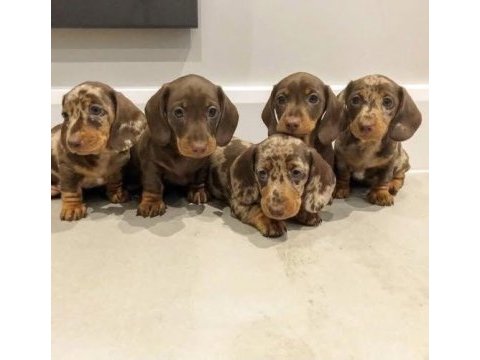 Dachshund (sosis) yavru köpekler