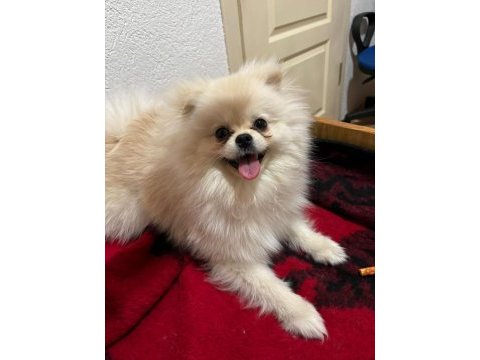 Pet eğitimi her şey mevcut pomeranian