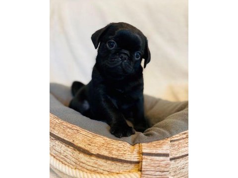 Gelip canlı görebileceğiniz pug yavrularımız