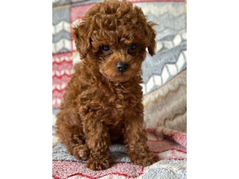 Red toy poodle ırk ve sağlık garantili