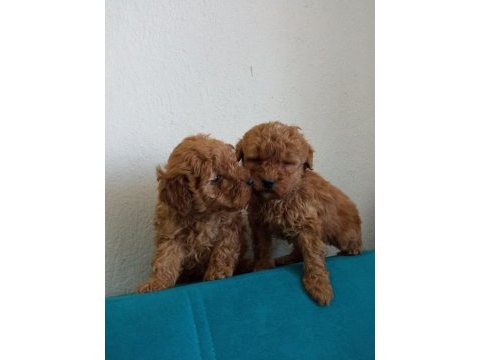 Orjinal red toy poodle yavrular fethiye