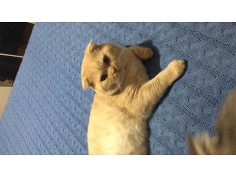 Çok cana yakın sevgi delisi scottish fold