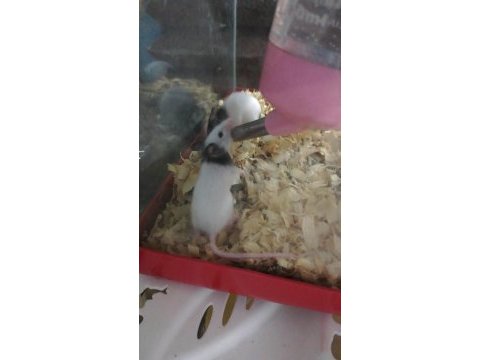 Gonzales, suriye hamster ve panda mice
