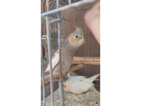 Yavru sultan wf albino ve grey 1 takim wf sultan
