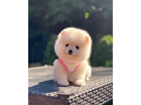 En tatlı pomeranian boo