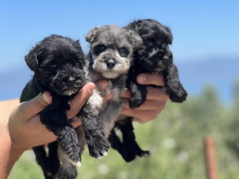 Schnauzer bebekler