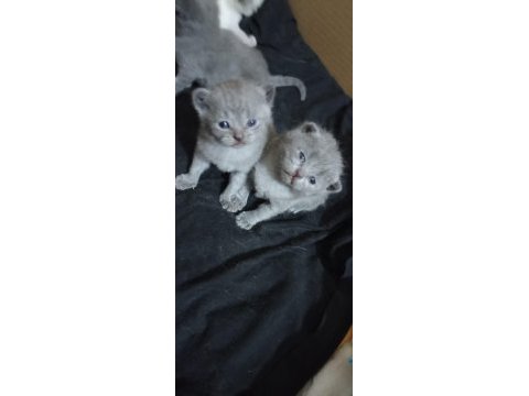 Dişi scottish fold yavru