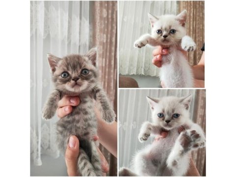 Birbirinden tombul british shorthair yavrular