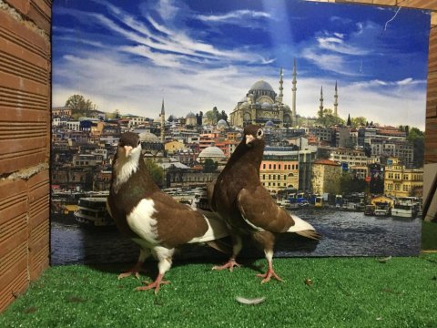 Sarı oring güvercin