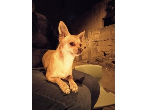 Eşleşme chihuahua 2 yaşında erkek köpeğimiz için
