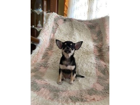 Chihuahua yavruları
