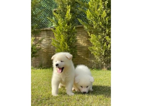 Japon akita ınu yavrulari istanbul
