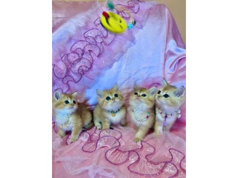 Dişi erkek bebek kediler yeni evlerini arıyorlar