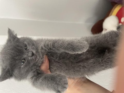 55 günlük british shorthair dişi yavrularımız