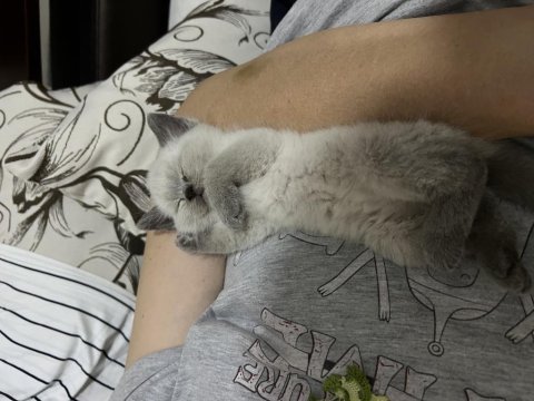 Yavru erkek kedimiz
