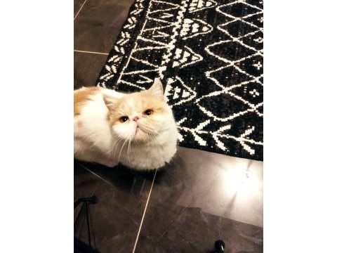 Sevgi dolu kedimizi alerji yüzünden yuva arıyoruz