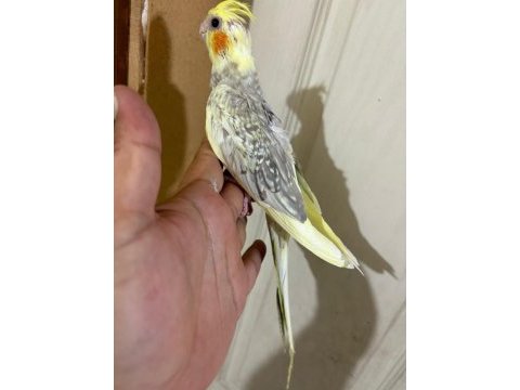 Evlere maskot 51 günlük renk güzeli sultan bebek