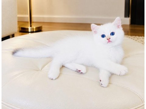 Şecereli british shorthair golden point erkek yavru
