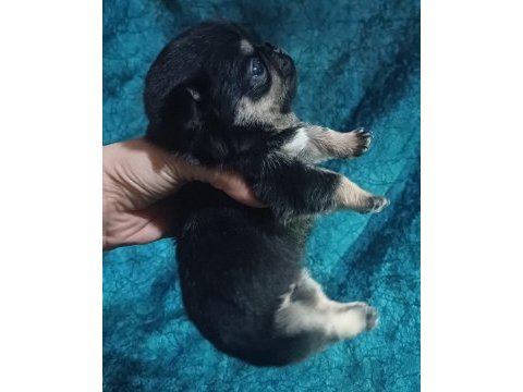 Pink taşıyıcı pug yavrular