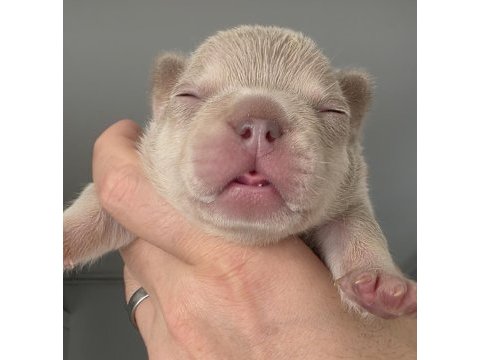 New shade isabella and tan erkek french bulldog izmir
