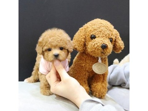 Korean export toy poodle yavrularımız