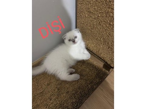 2 aylık british ve scottish bluepoint shorthair yavrular