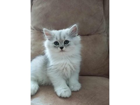 British longhair