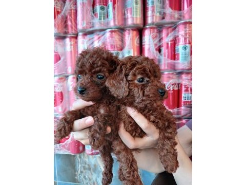 Orjinal her boy toy poodle bebekler
