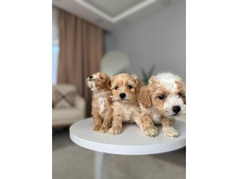 Maltipoo adrese teslim, kapıda ödeme yapabilirsiniz
