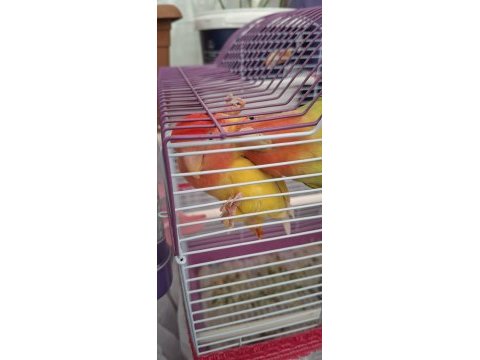 1 erkek 1 dişi sevda papağanı