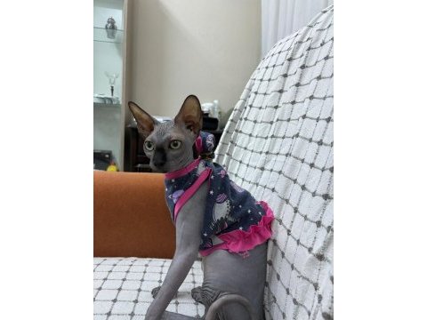 Teslime hazır sfenks kedisi