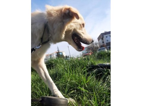 Golden retriever sahiplendirme