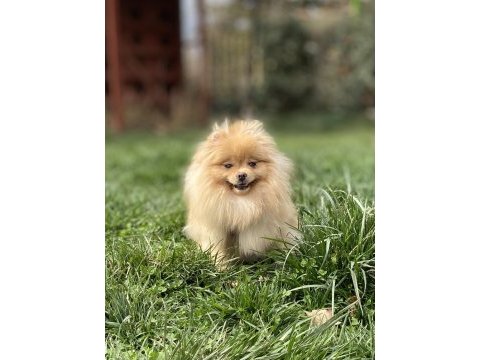 Açık renk üst kalite genç yetişkin dişi boo pomeranian
