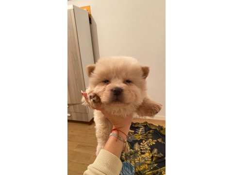 Çin aslanı chow chow