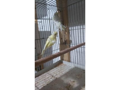 Sultan papaganı yavru kızma çift// japones muhabbet kuşu
