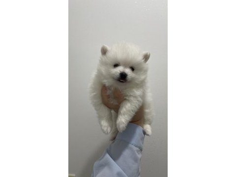 Tatlı pomeranian yavrumuz