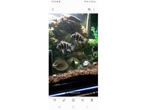 8 adet frontoza balıklar